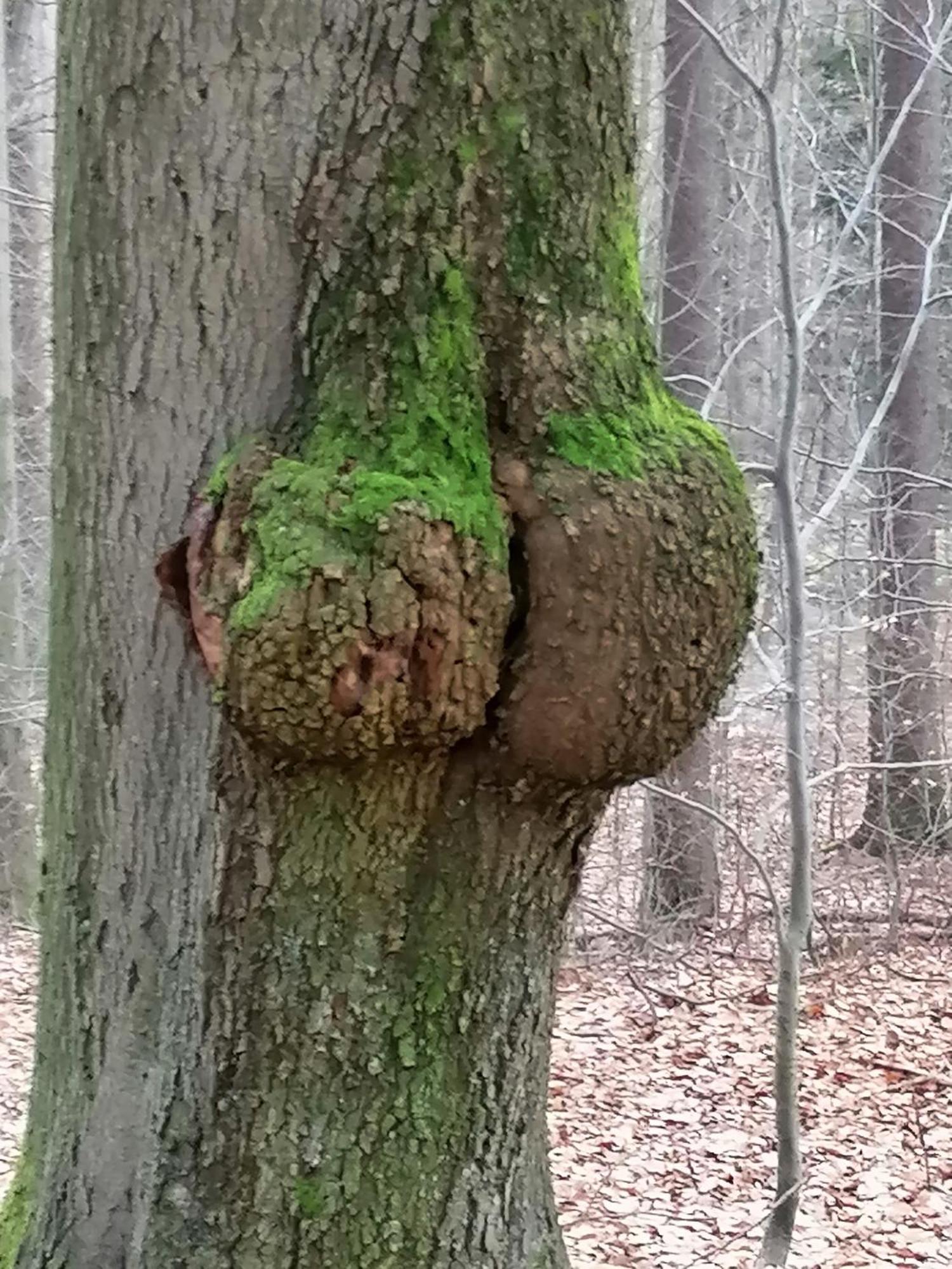 Penzion Jura Chřibská Esterno foto